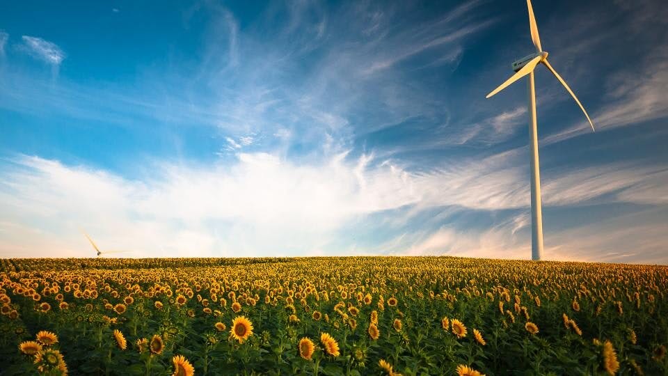 En eng med solsikker med en vindturbin